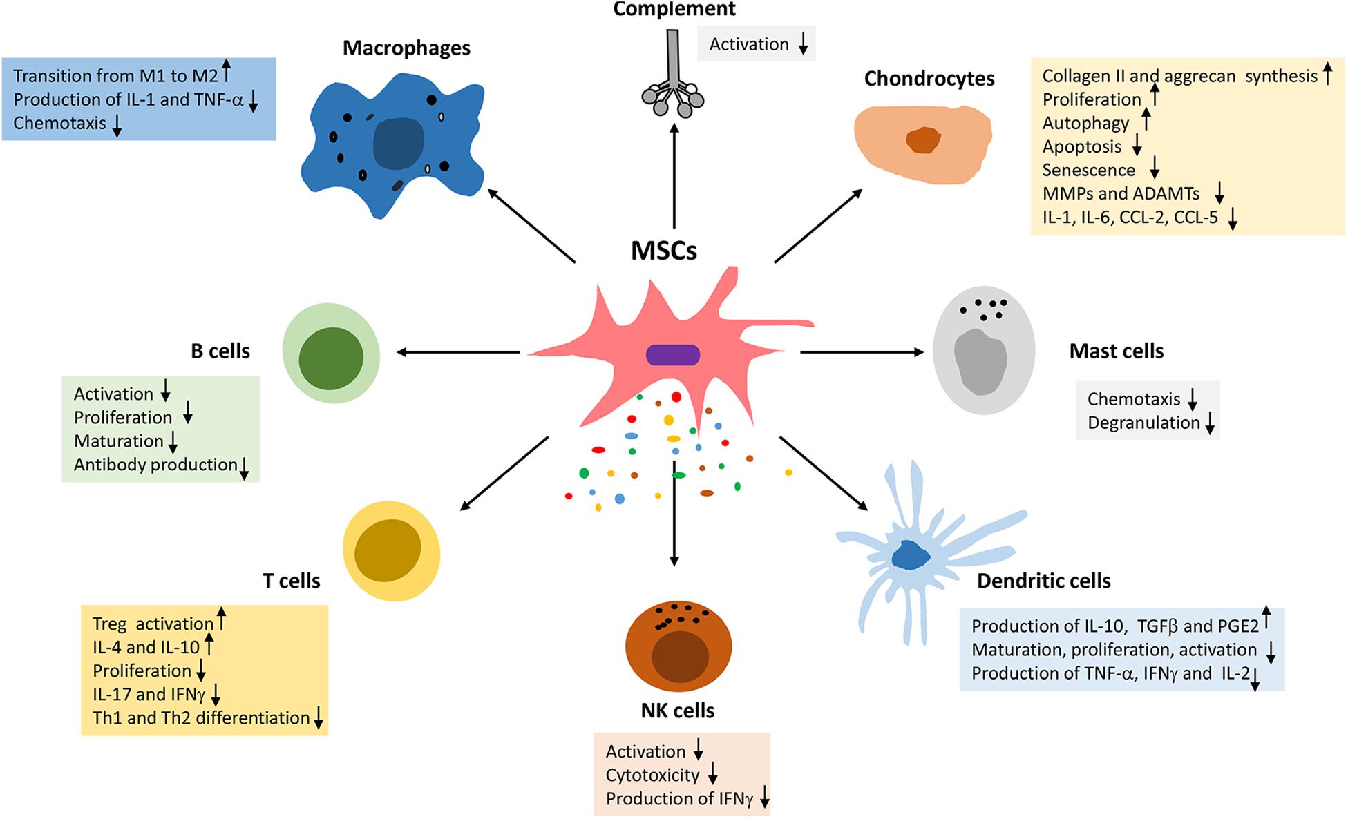 Frontiers Mesenchymal Stromal Cell Immunology For Efficient And Safe