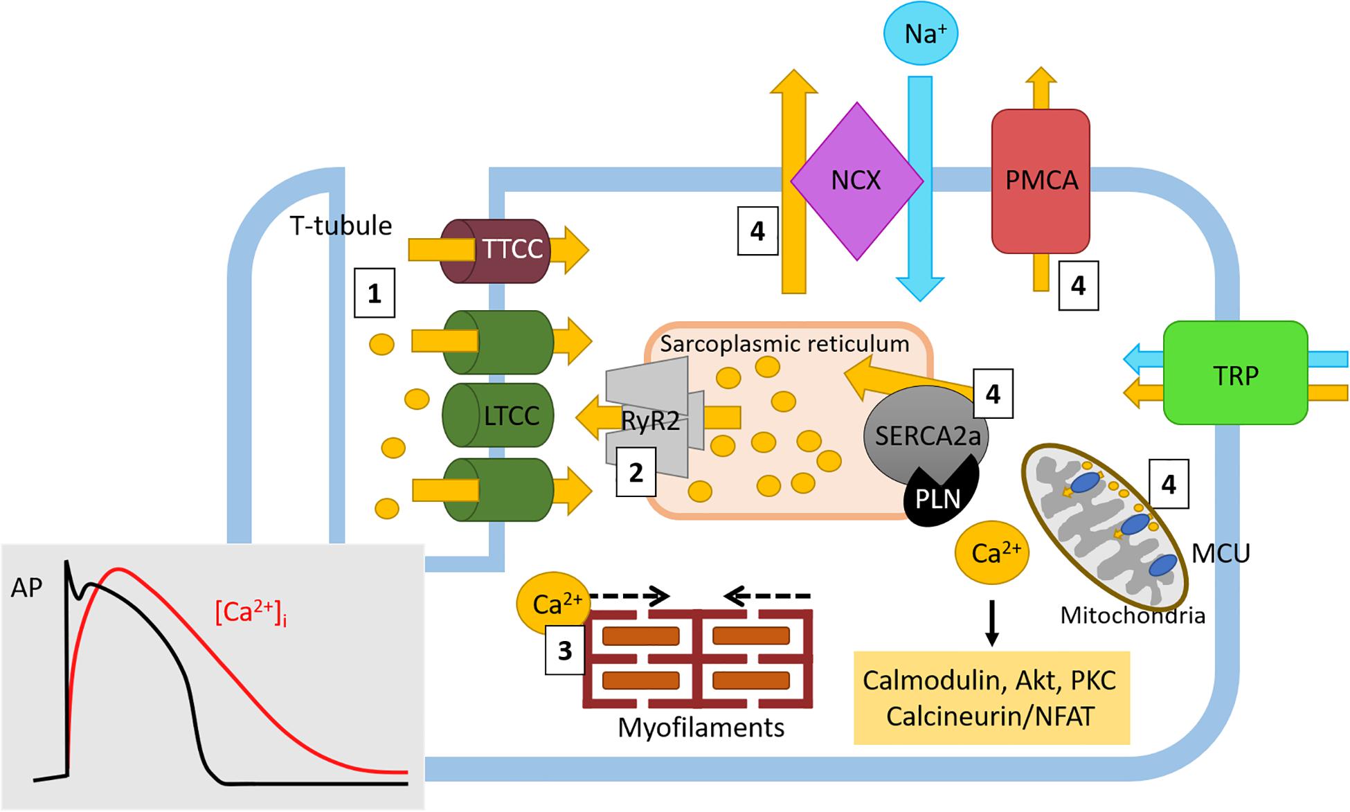 Frontiers Targeting Ca2 Handling Proteins For The Treatment Of Heart Failure And Arrhythmias Physiology
