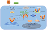 Frontiers | When STING Meets Viruses: Sensing, Trafficking and Response ...