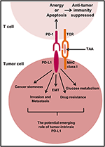 Frontiers | The Extrinsic and Intrinsic Roles of PD-L1 and Its Receptor ...