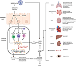 Frontiers | Cytokine Storm in COVID-19—Immunopathological Mechanisms ...