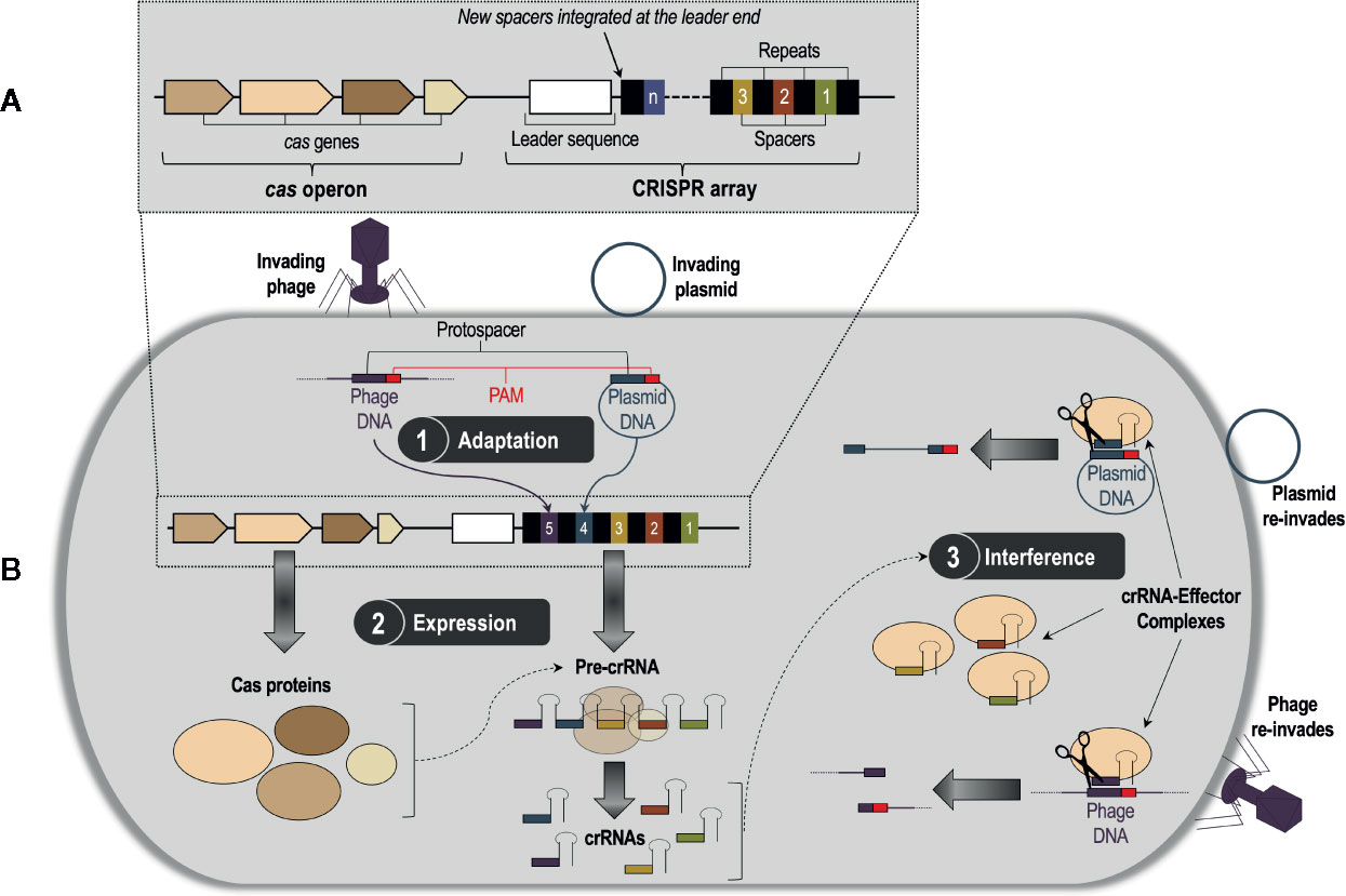 CRISPR-Cas12a induced DNA double-strand breaks are repaired by multiple  pathways with different mutation profiles in Magnaporthe oryzae