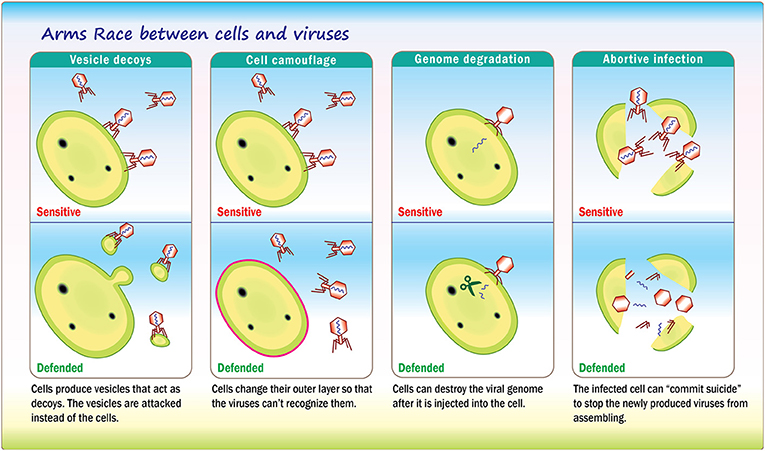 图2——病毒和宿主细胞是不断变化和调整,找到方法来对抗对方的防御,以更好地生存(这称为一个“军备竞赛”)。