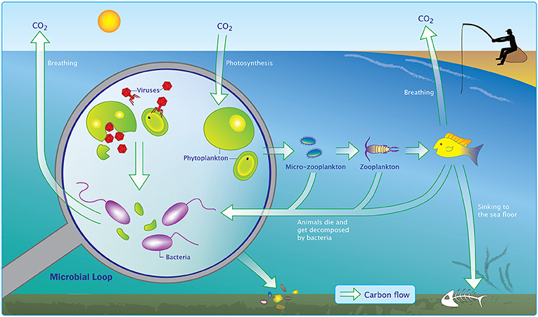 图3 -病毒影响海洋碳循环。