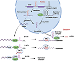 Frontiers | Roles of MOV10 in Animal RNA Virus Infection | Veterinary ...