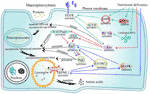 Frontiers | The Dual Role of Macropinocytosis in Cancers: Promoting ...