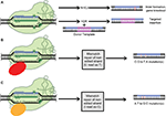 Frontiers | Gene-Editing Technologies Paired With Viral Vectors for ...