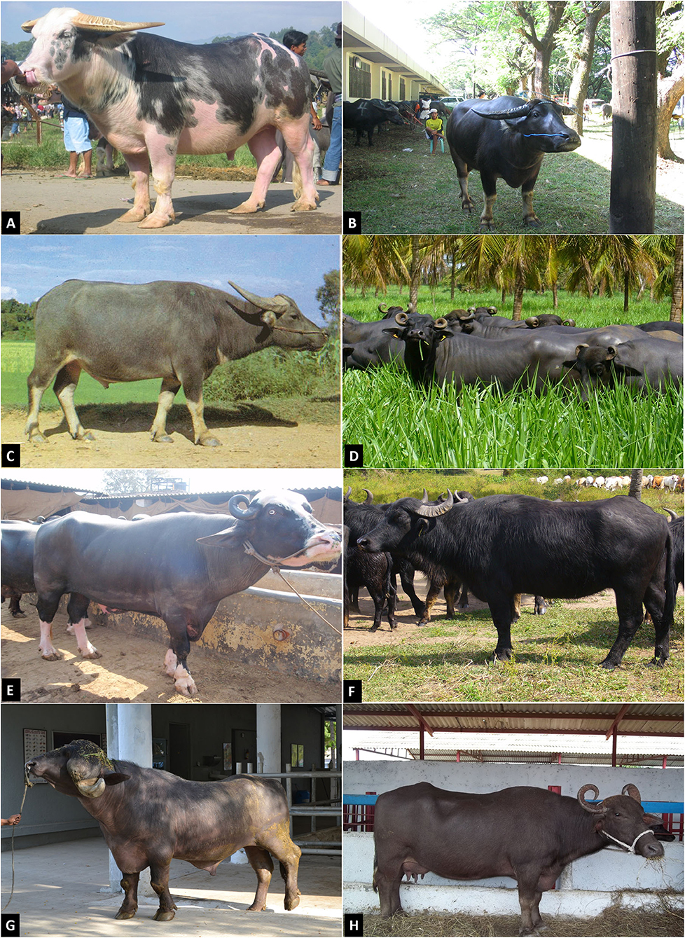 Water buffalo, Mammal, Domestication & Agriculture