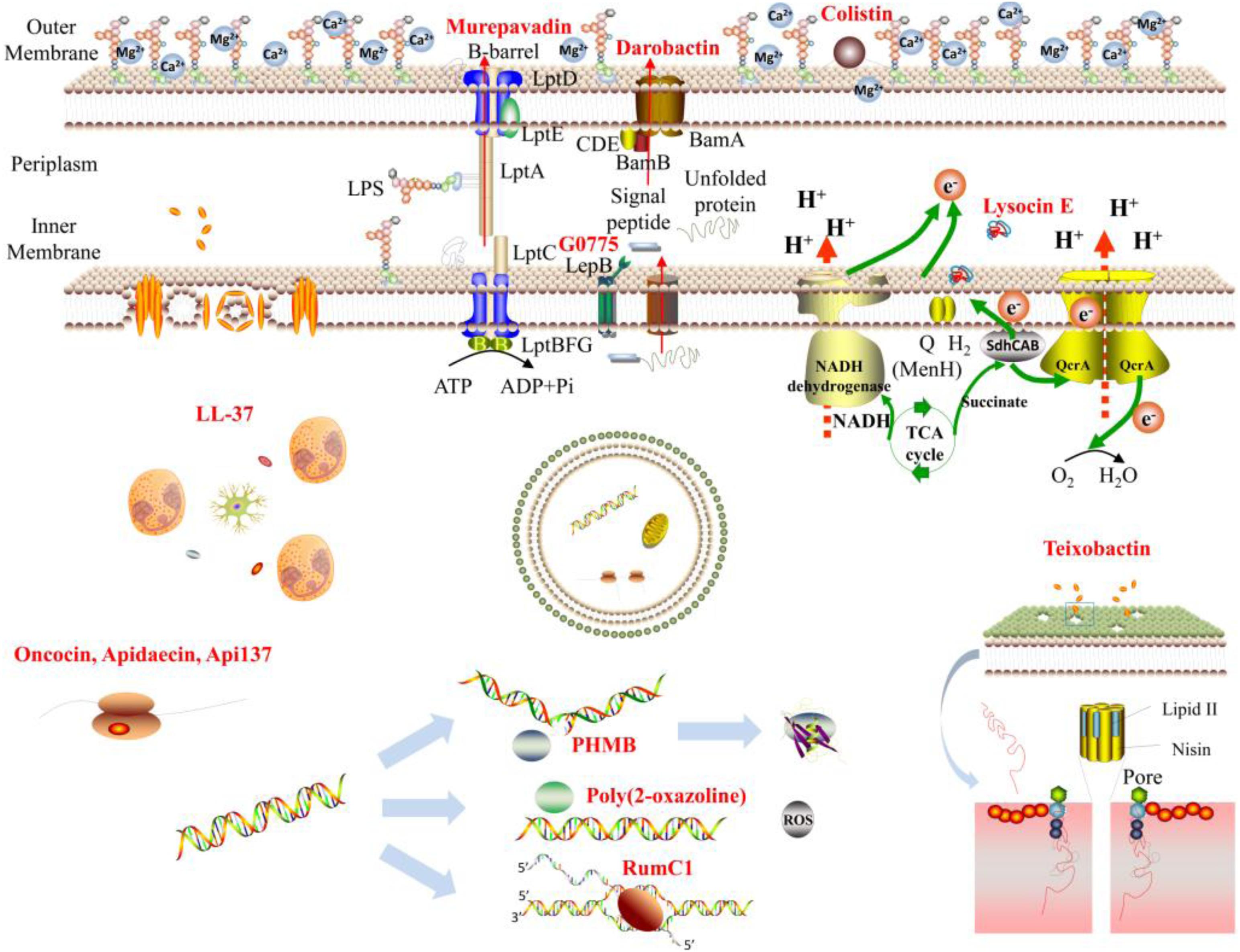 Frontiers | The Mechanisms and the Applications of Antibacterial