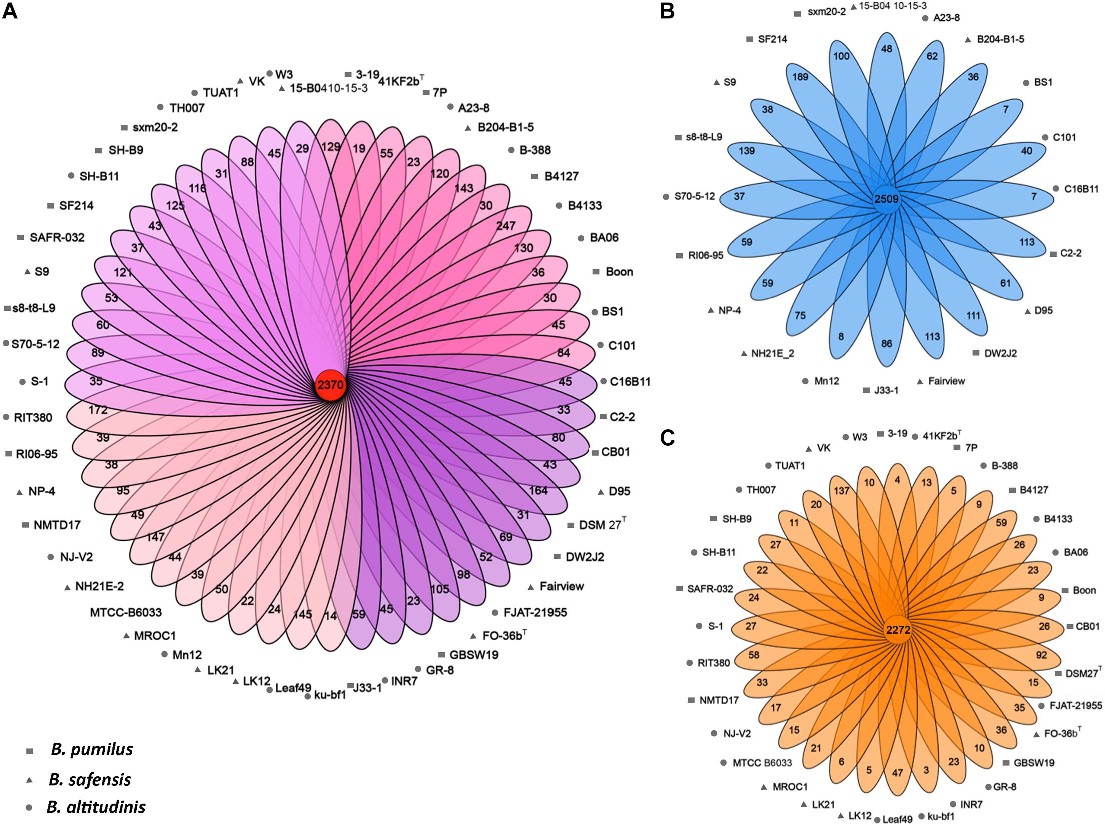 Frontiers Bacillus Pumilus Group Comparative Genomics Toward Pangenome Features Diversity And Marine Environmental Adaptation Microbiology