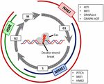 Frontiers | Novel Therapeutic Approaches for the Treatment of Retinal ...