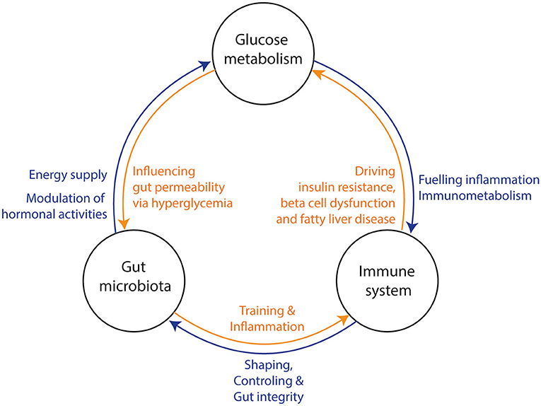 Competing paradigms of obesity pathogenesis: energy balance versus