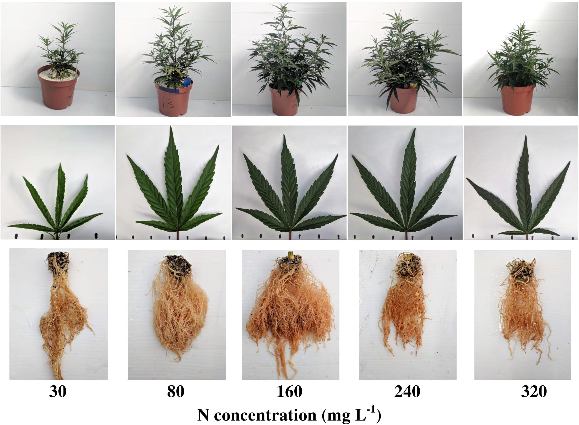 Frontiers Response Of Medical Cannabis Cannabis Sativa L To Nitrogen Supply Under Long Photoperiod Plant Science