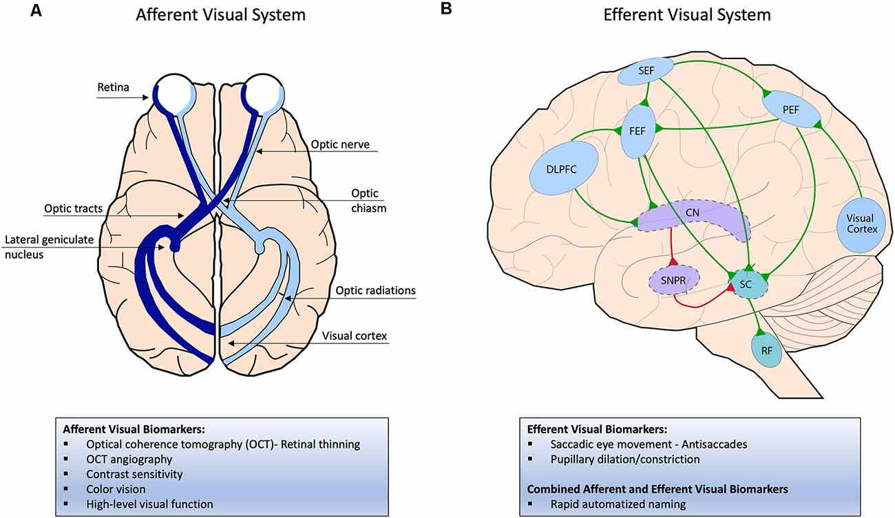 Frontiers  Afferent and Efferent Visual Markers of Alzheimer's