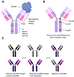 Frontiers | Myasthenia Gravis With Antibodies Against Muscle Specific ...