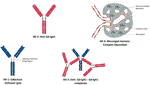 Frontiers | Monitoring Immune Responses in IgA Nephropathy: Biomarkers ...