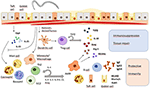 Frontiers | Immunomodulation and Immune Escape Strategies of ...