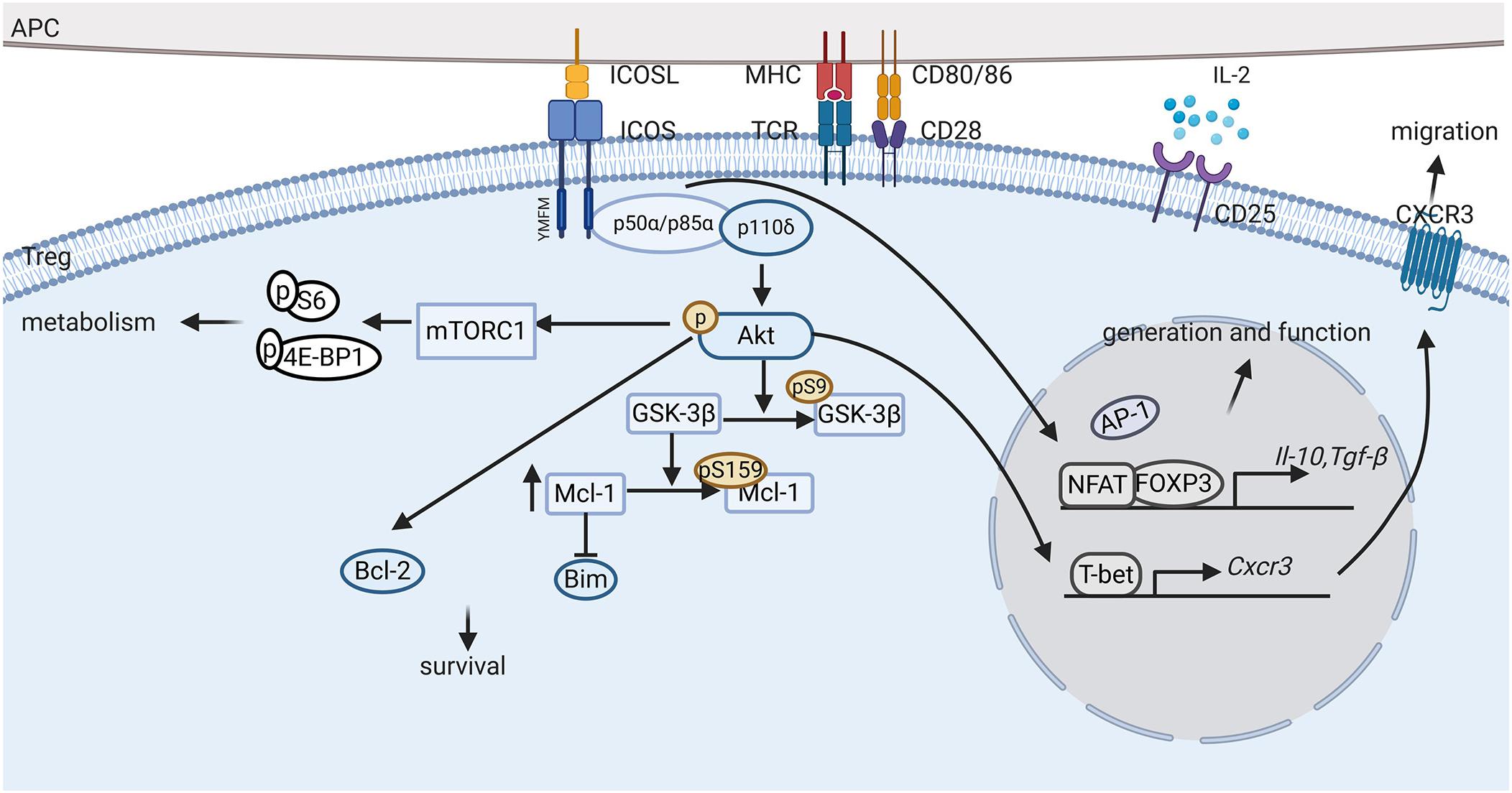 Frontiers | ICOS+ Tregs: A Functional Subset of Tregs in Immune ...