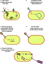 Frontiers | Shining Light on Human Gut Bacteriophages | Cellular and ...