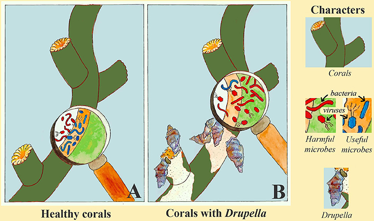 图3 -有和没有小锥藻的珊瑚的比较。