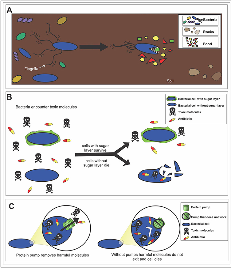 图3——一些细菌噬菌体的结构使用功能受体附着细菌细胞。