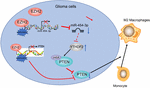 Frontiers | EZH2-Inhibited MicroRNA-454-3p Promotes M2 Macrophage ...