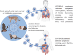 Frontiers | Coronavirus Disease (COVID-19) Caused by (SARS-CoV-2 ...