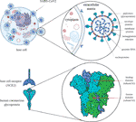 Frontiers | Coronavirus Disease (COVID-19) Caused by (SARS-CoV-2 ...