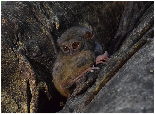 图1 - Tangkoko国家公园的眼镜猴,印尼北苏拉威西(图片来源:直流)。