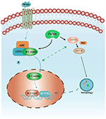 Frontiers | Upregulation of Parkin Accelerates Osteoblastic ...