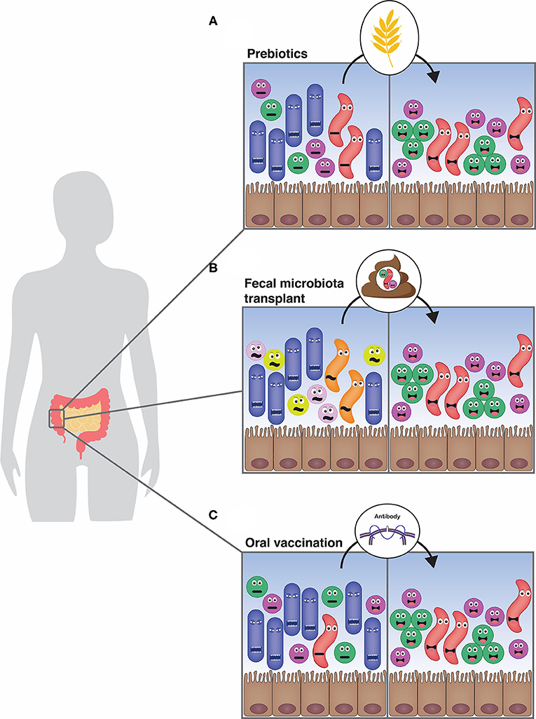 图2 -操纵改善健康的肠道微生物群。