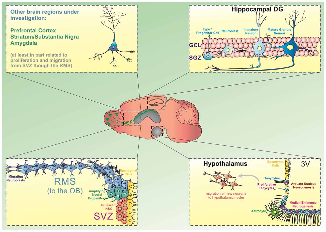 Frontiers | Beyond the Hippocampus and the SVZ: Adult Neurogenesis  Throughout the Brain