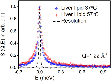 Frontiers Enhanced Microscopic Dynamics Of A Liver Lipid Membrane In The Presence Of An Ionic Liquid Chemistry