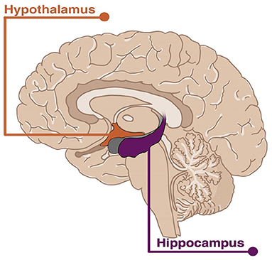 Figure 1 - The human brain.