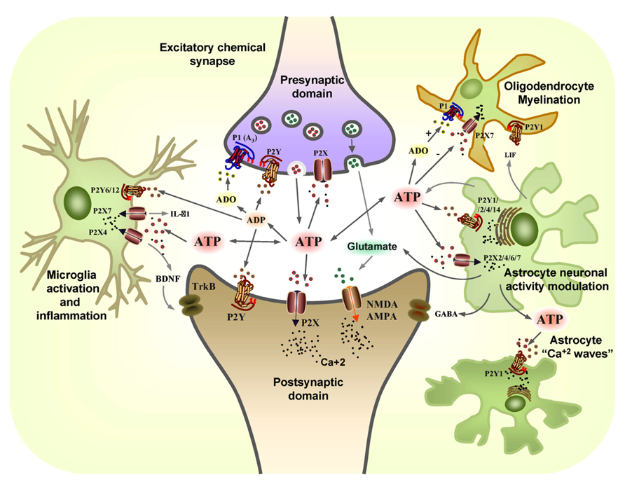 Frontiers Neuronal And Glial Purinergic Receptors Functions In Neuron 