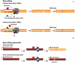 Frontiers | Genome Editing for CNS Disorders | Neuroscience