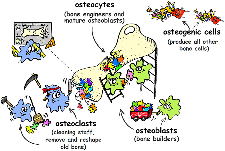 Figure 2 - There are four types of specialized bone cells that work together as a team to help repair bones after a fracture.