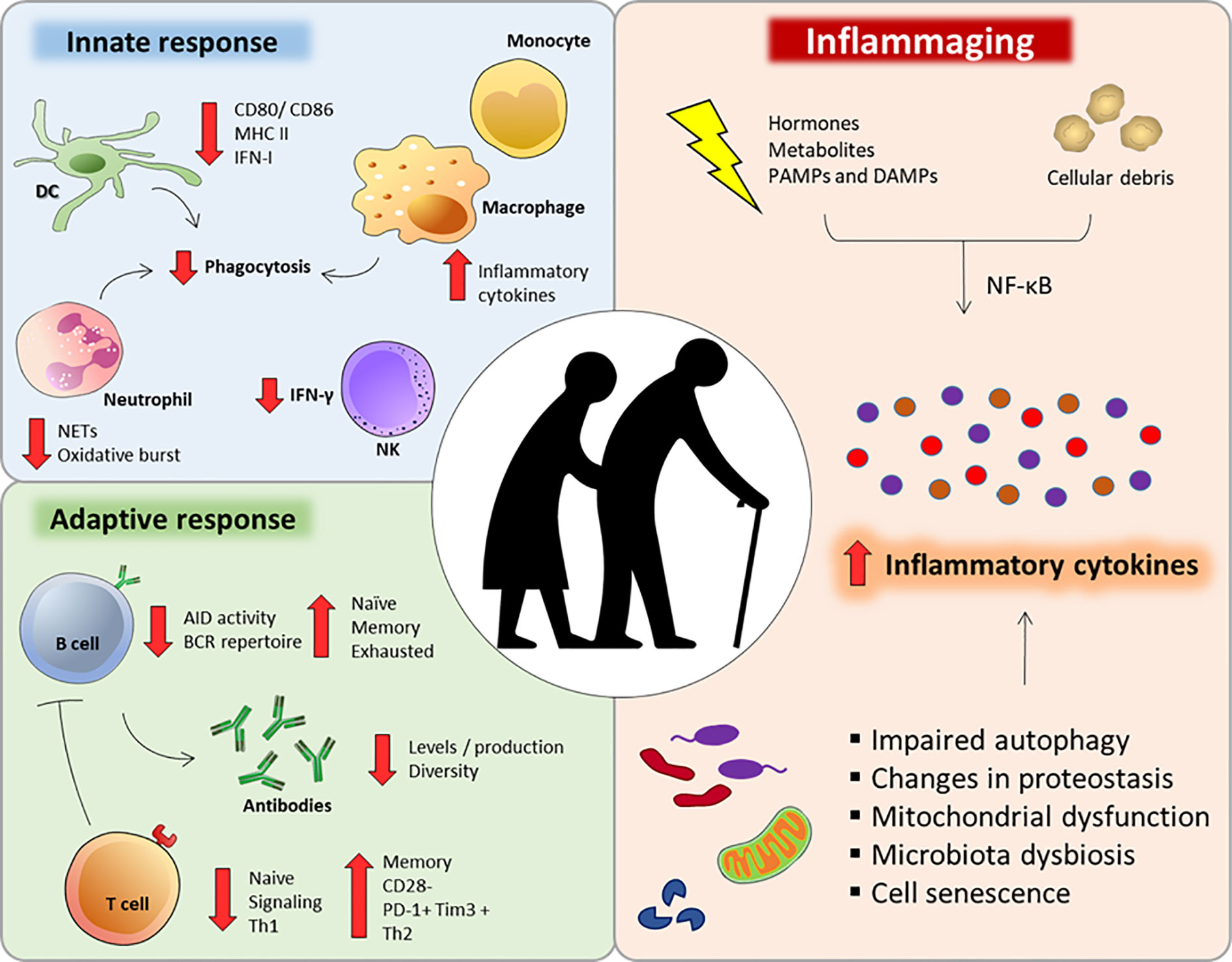 Frontiers | I mmunosenescence and Inflammaging: Risk Factors of Severe ...