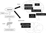 Frontiers | Analgesic Effect Of Acetaminophen: A Review Of Known And ...