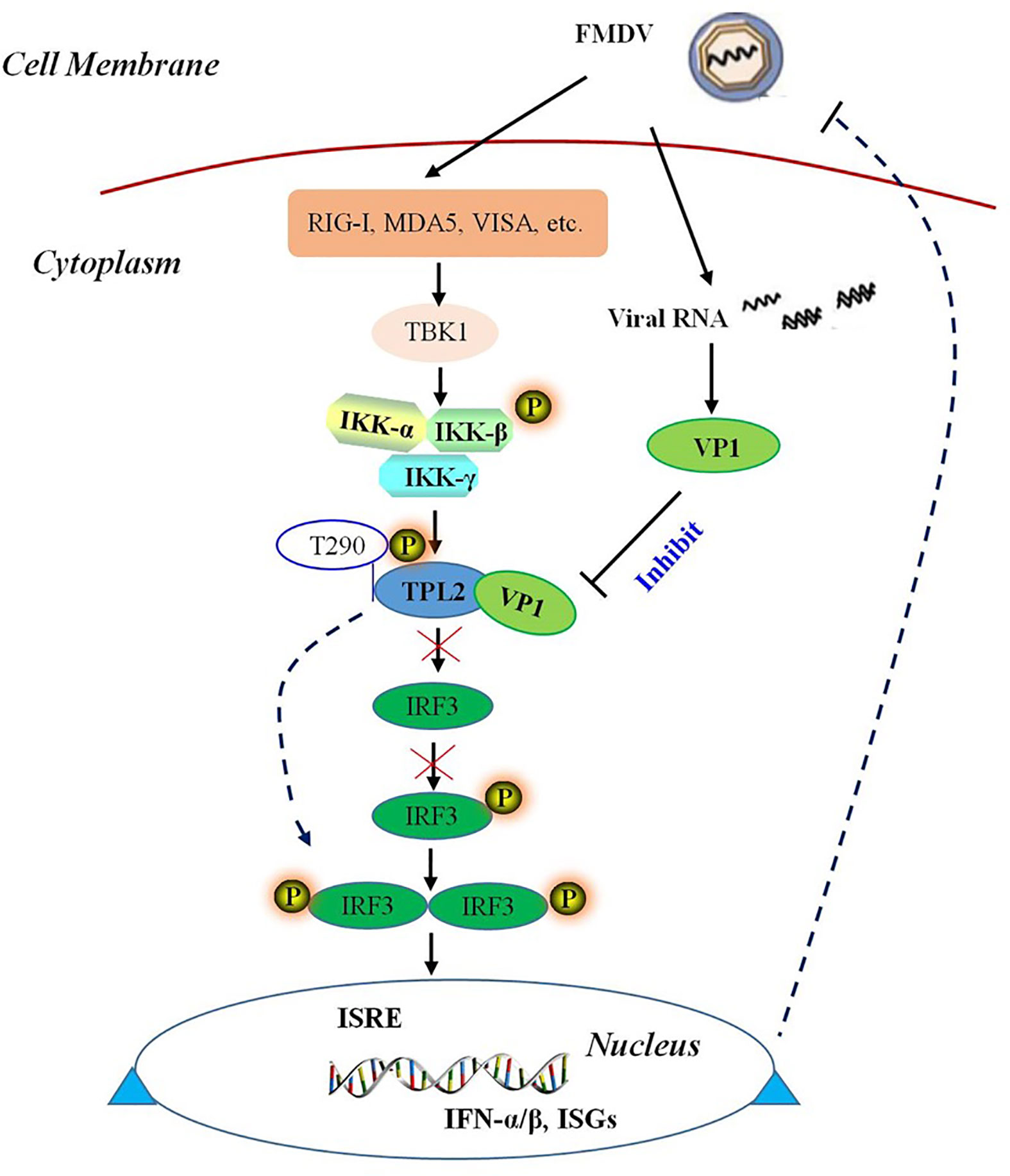 Frontiers | Foot-and-Mouth Disease Virus Capsid Protein VP1 Antagonizes ...