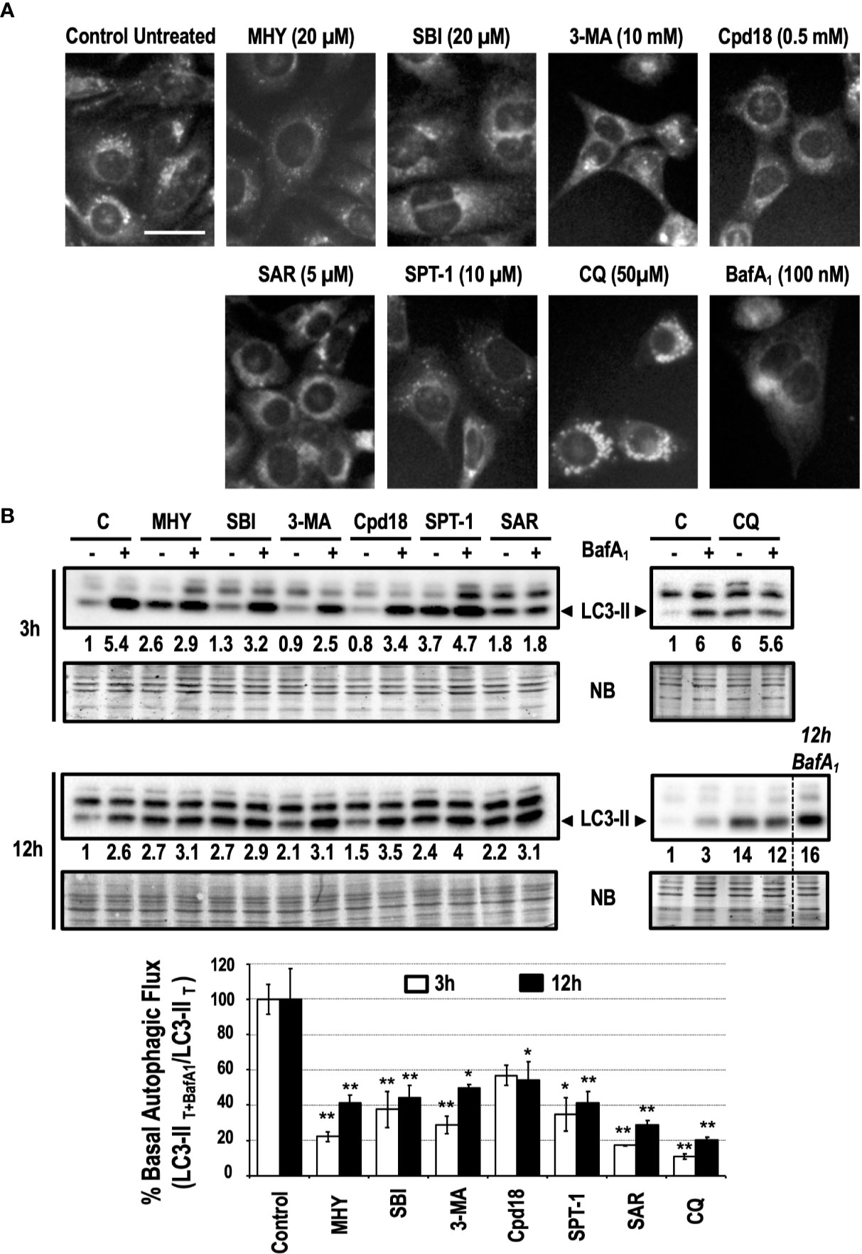 Frontiers Cell Death Triggered By The Autophagy Inhibitory Drug 3 Methyladenine In Growing Conditions Proceeds With Dna Damage Pharmacology