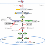 Frontiers | A Novel Transcript Isoform of TBK1 Negatively Regulates ...