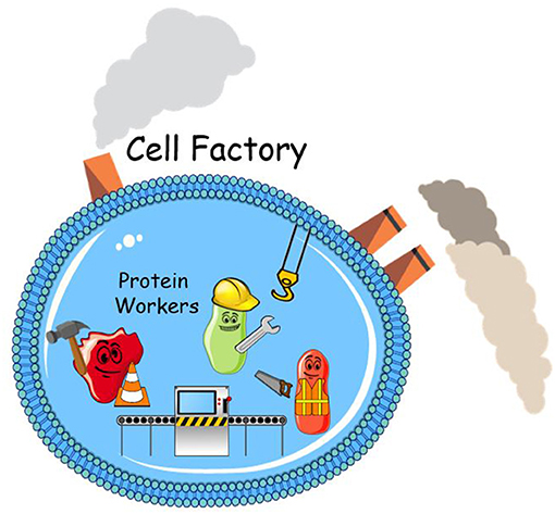 Figure 1 - Proteins are the workers inside your cells.
