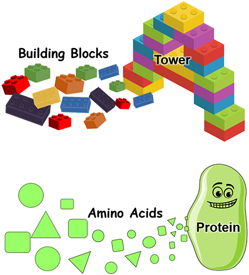 Figure 2 - Proteins are made of amino acids.