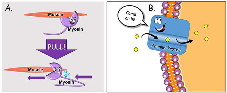 Figure 3 - Proteins have special jobs.