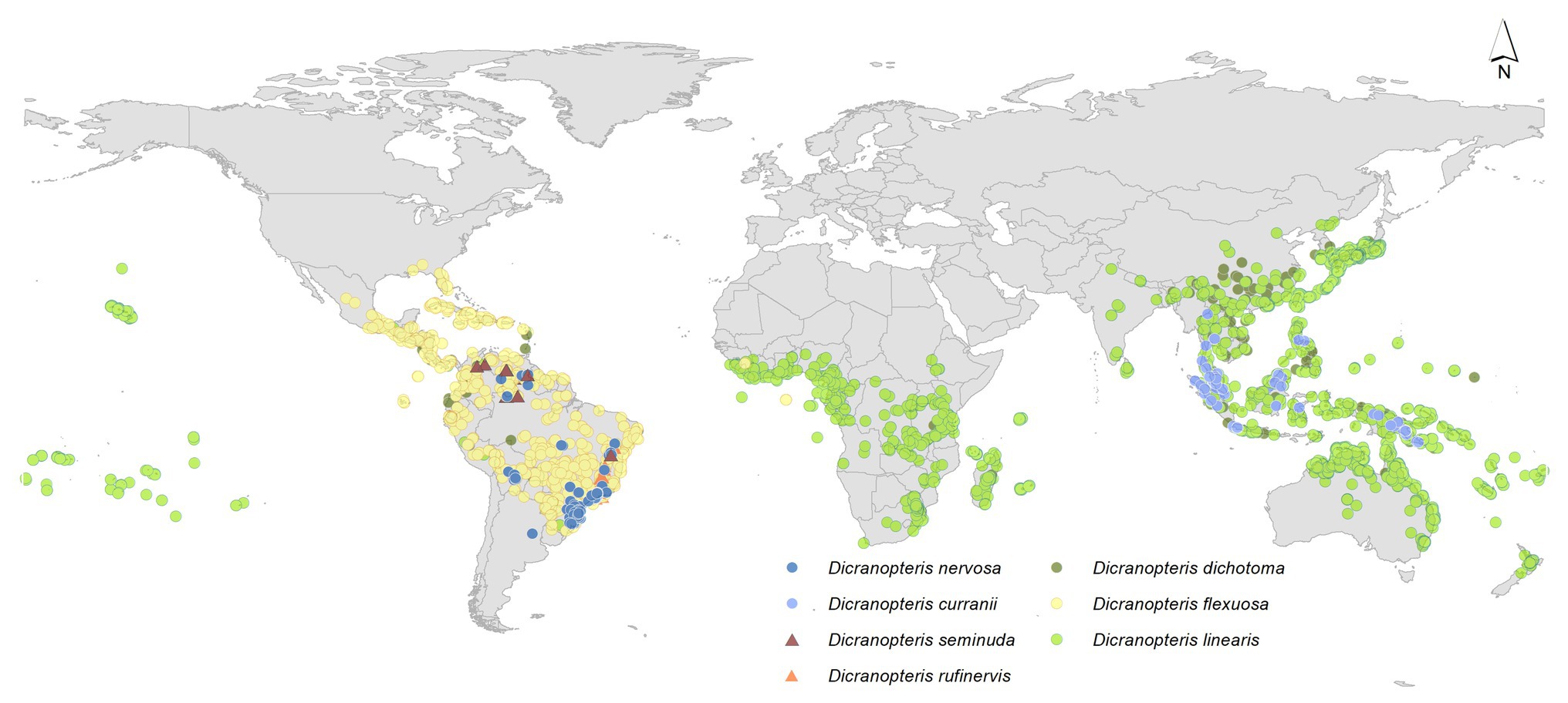 Frontiers Rethinking The Ecosystem Functions Of Dicranopteris A Widespread Genus Of Ferns Plant Science