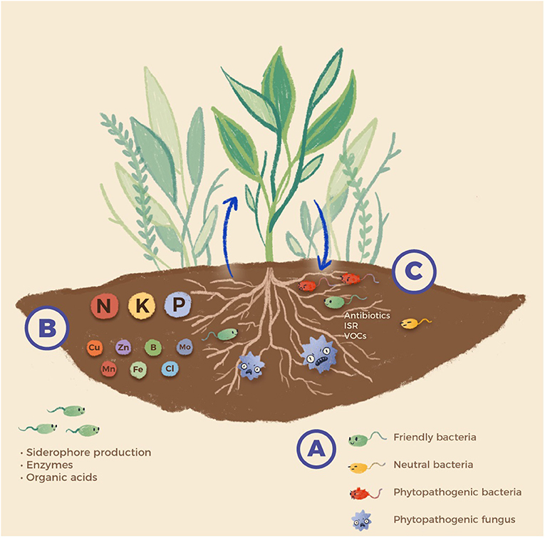 (图1)-一个细菌和植物之间的关系可以帮助植物,对植物有害,或中性。