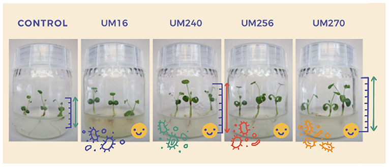 图2 -控制瓶(左)包含一个Medicago truncatula植物无细菌生长。