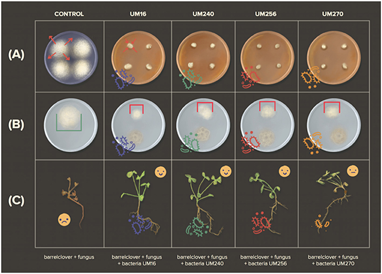 (图3)-一个细菌生长在同一室时培养皿中真菌、细菌相比降低了真菌的生长控制(左)。