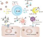 Frontiers | The Multiple Functions Of B Cells In Chronic HBV Infection ...